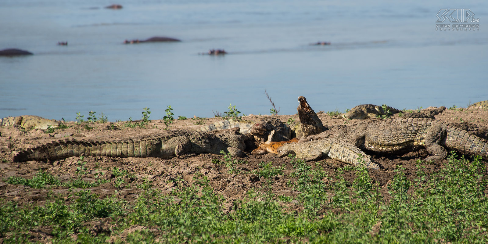 South Luangwa - Krokodillen met gedoode puku Onze tweede ochtend in South Luangwa eindigde met zeer boeiende en unieke taferelen. Aan de rivieroever vonden we een groep krokodillen die een volwassen mannelijke puku (antilope) aan het oppeuzelen waren. De puku werd waarschijnlijk ’s nachts gedood door een luipaard en het luipaard heeft te lang gewacht om zijn prooi in de struiken te slepen. Krokodillen die een zeer sterk reukvermogen hebben, hadden de gedode puku kunnen veroveren. Het was zeer indrukwekkend om de krokodillen stukken vlees te zien afbijten en doorslikken. Door zich volledig om te draaien konden ze grote stukken vlees afscheuren. Stefan Cruysberghs